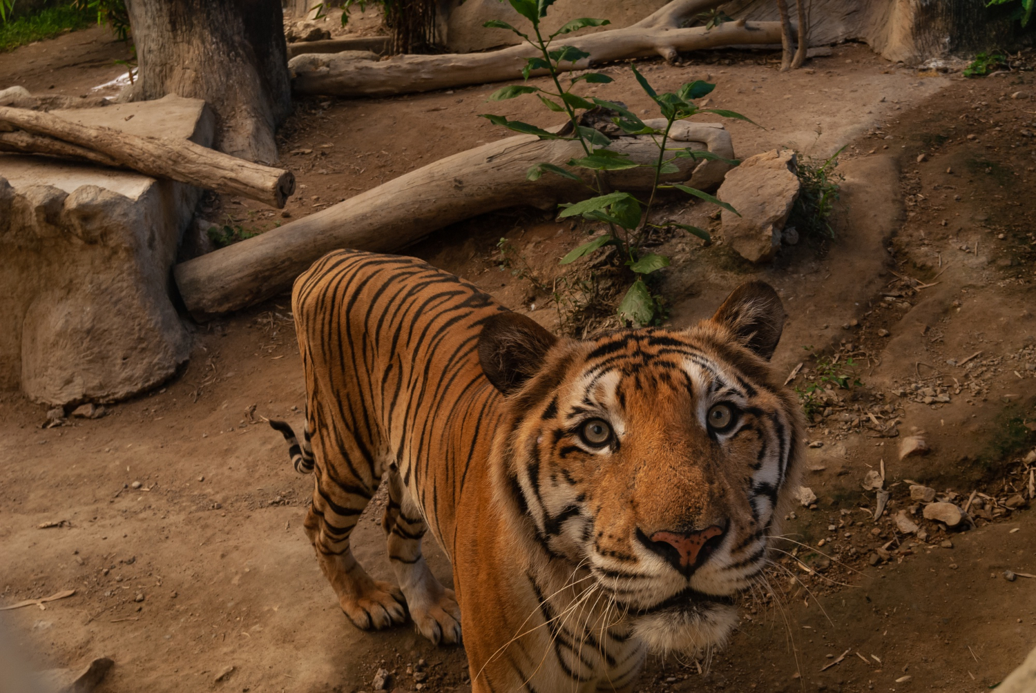 Tiger at Khao Kheow